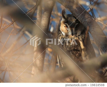 Trough-fuzuku lurking in the bush Trough-fuzuku lurking in the bush 19818508