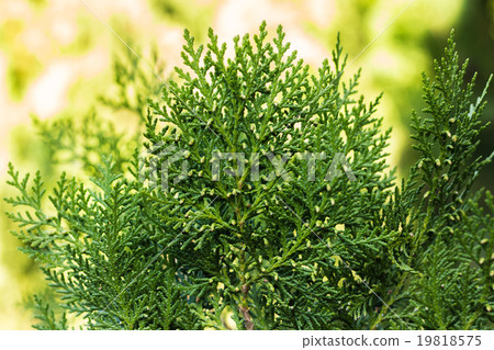 The background of bright green spruce The background of bright green spruce 19818575