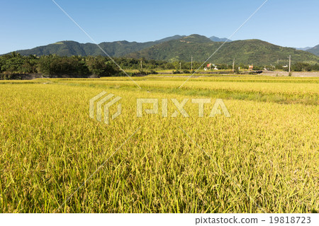 Rural scenery landscape 19818723