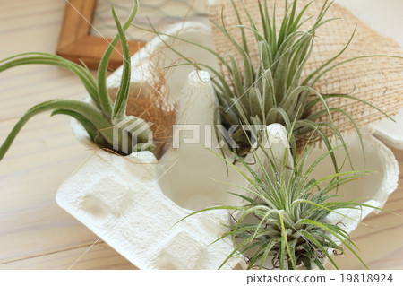 Air plants Air plants 19818924