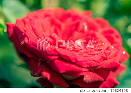 a bunch of roses in the garden a bunch of roses in the garden 19824198