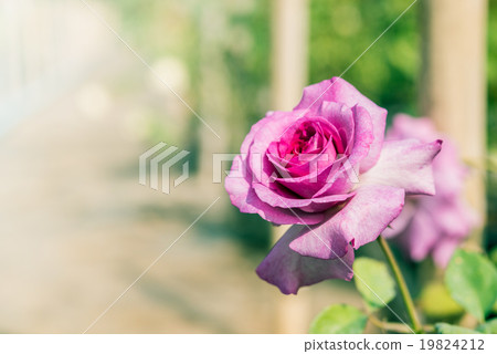 a bunch of roses in the garden a bunch of roses in the garden 19824212