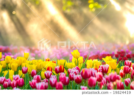 Colorful Tulip with sunshine 19824419