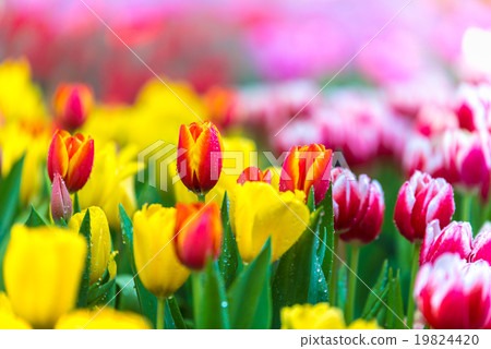 Colorful Tulip 19824420