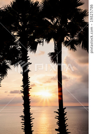 Silhouette image of tree with color of sunset 19825786