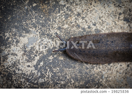close up Slug on ground 19825836