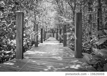 wooden bridge in the Mangrove forest,monochrome wooden bridge in the Mangrove forest,monochrome 19826008