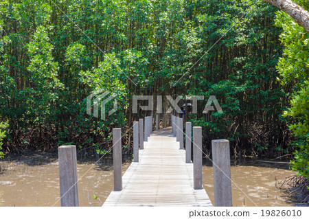 wooden bridge in the Mangrove forest 19826010