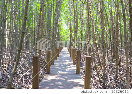 wooden bridge in the Mangrove forest wooden bridge in the Mangrove forest 19826011