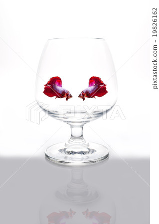 Red siamese fighting fish in wine glass. 19826162