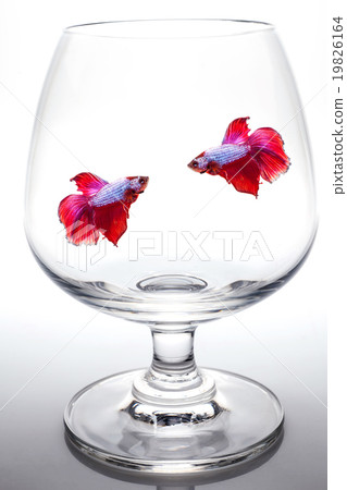 Siamese fighting fish in whiskey glass. 19826164