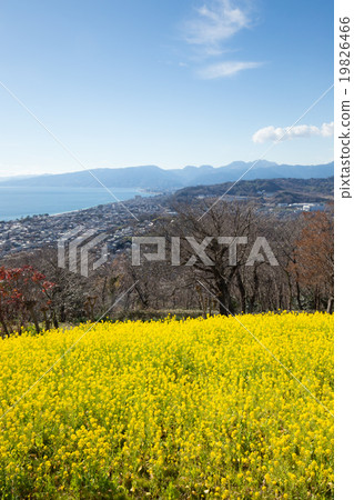 油菜花田的季節性景色(二宮町東山公園) 油菜花田的季節性景色(二宮町東山公園) 19826466