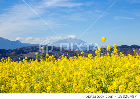 Rape flowers and Mt. Fuji (Ninomiya cho Azuma-san park) 19826487