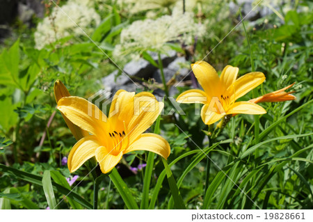 Nikkokujosu盛開 19828661