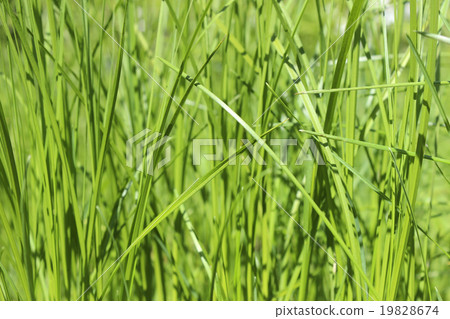 Green grass Green grass 19828674