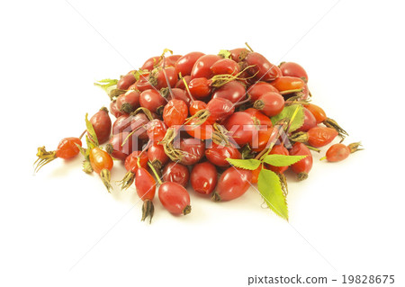 Rosehip berries Rosehip berries 19828675