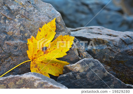 autumn leaf on the rocks 19829280