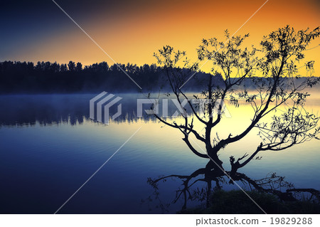 Lonely tree growing in a pond at sunrise Lonely tree growing in a pond at sunrise 19829288