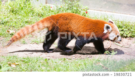 Red panda Red panda 19830721