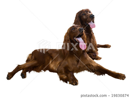 Two Irish Setters 19830874