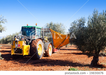 Tractor harvesting black olives at plant Tractor harvesting black olives at plant 19830876