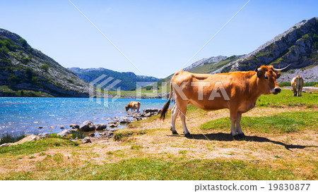 mountains landscape with lake and cows mountains landscape with lake and cows 19830877