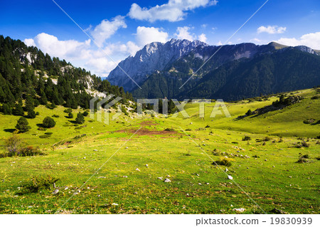 Mountain meadow 19830939