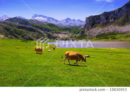landscape with lake and cows landscape with lake and cows 19830953