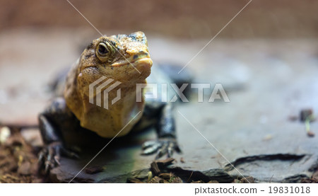 black spiny-tailed iguana 19831018
