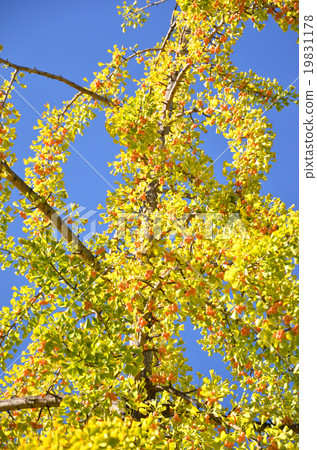 Ginkgo fruits 19831178