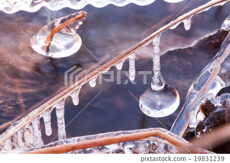 Droplet-shaped icicle hanging from a frozen reed Droplet-shaped icicle hanging from a frozen reed 19831239