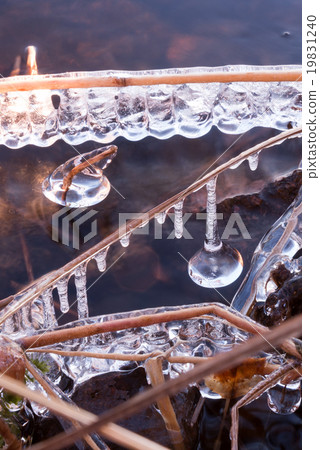 Droplet-shaped icicle hanging from a frozen reed Droplet-shaped icicle hanging from a frozen reed 19831240