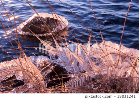 Frozen shore with reeds and icicles Frozen shore with reeds and icicles 19831241