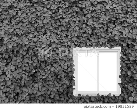 Clover background in the garden 19831589