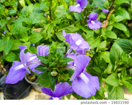 Blue Hawaii 19831590