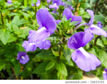 Blue Hawaii 19831591