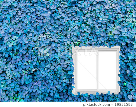 Clover background in the garden 19831592