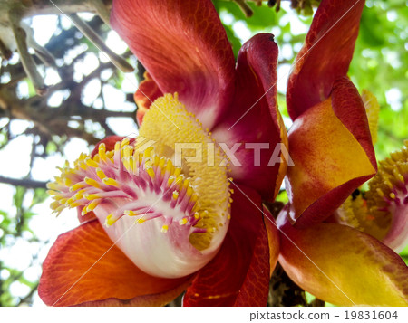 Cannon Ball Tree 19831604