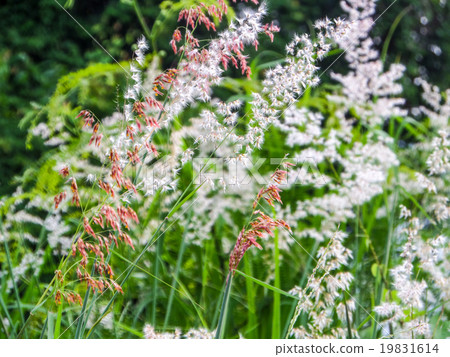 Grass flower and meadow Grass flower and meadow 19831614