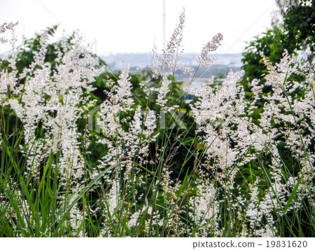 Grass flower and meadow Grass flower and meadow 19831620