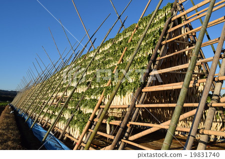 Japanese radish toba 19831740