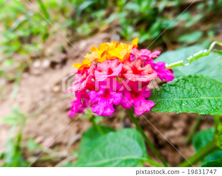 Lantana mix yellow and magenta 19831747