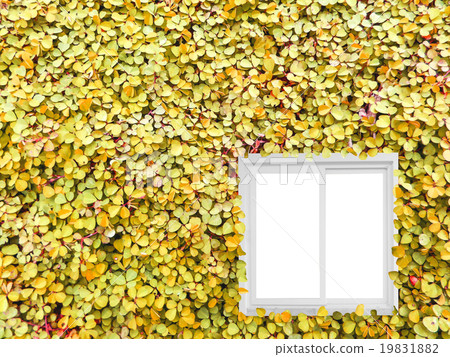 Clover background in the garden 19831882