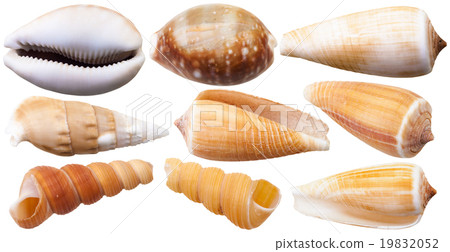set of mollusc shells of sea cowry and cone snails 19832052