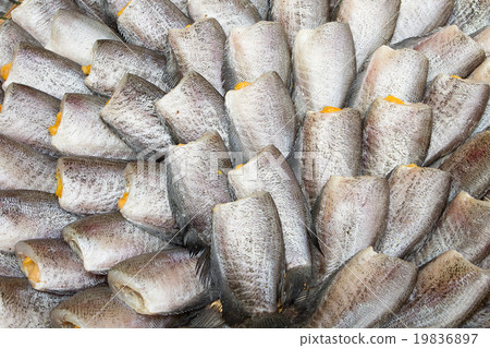 Snakeskin Gourami Fish. Snakeskin Gourami Fish. 19836897