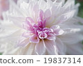 Dahlia 19837314