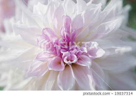 Dahlia Dahlia 19837314