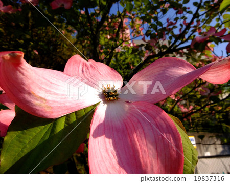 Flower tree 19837316