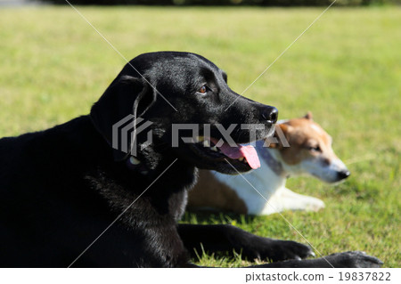 Large dog and small dog 19837822