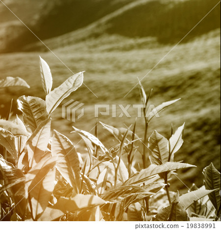Fresh Tea Leaves at Plantation in Malaysia Concept 19838991